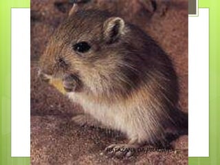 RATAZANA DA PRADARIA 