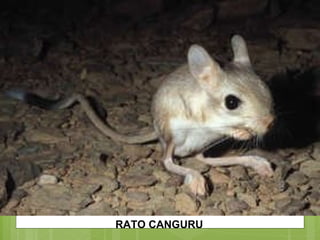 RATO CANGURU 