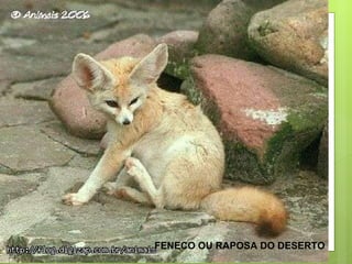FENECO OU RAPOSA DO DESERTO 