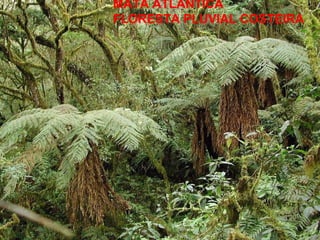 MATA ATLÂNTICA FLORESTA PLUVIAL COSTEIRA 