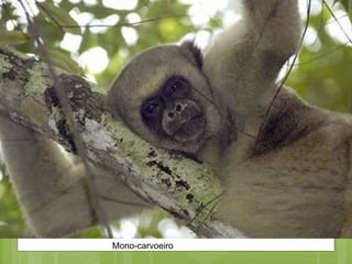 Mono-carvoeiro 