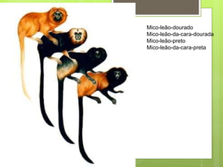Mico-leão-dourado Mico-leão-da-cara-dourada Mico-leão-preto Mico-leão-da-cara-preta 