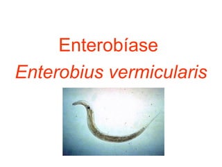 Enterobíase
Enterobius vermicularis
 