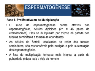 ESPERMATOGÊNESE
Fase 1- Proliferativa ou de Multiplicação
• O início da espermatogênese ocorre através das
espermatogônias, células diploides (2n = 46 pares de
cromossomos). Elas se multiplicam por mitose na parede dos
túbulos seminíferos e tornam-se abundantes.
• As células de Sertoli, localizadas ao redor dos túbulos
seminíferos, são responsáveis pela nutrição e pela sustentação
das espermatogônias.
• A fase de multiplicação torna-se mais intensa a partir da
puberdade e dura toda a vida do homem
 