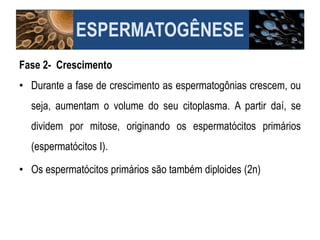 ESPERMATOGÊNESE
Fase 2- Crescimento
• Durante a fase de crescimento as espermatogônias crescem, ou
seja, aumentam o volume do seu citoplasma. A partir daí, se
dividem por mitose, originando os espermatócitos primários
(espermatócitos I).
• Os espermatócitos primários são também diploides (2n)
 