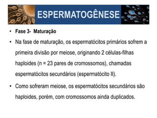 ESPERMATOGÊNESE
• Fase 3- Maturação
• Na fase de maturação, os espermatócitos primários sofrem a
primeira divisão por meiose, originando 2 células-filhas
haploides (n = 23 pares de cromossomos), chamadas
espermatócitos secundários (espermatócito II).
• Como sofreram meiose, os espermatócitos secundários são
haploides, porém, com cromossomos ainda duplicados.
 