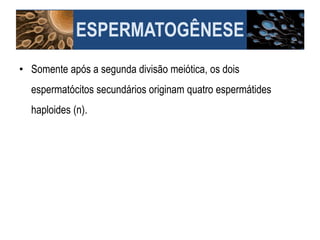 ESPERMATOGÊNESE
• Somente após a segunda divisão meiótica, os dois
espermatócitos secundários originam quatro espermátides
haploides (n).
 