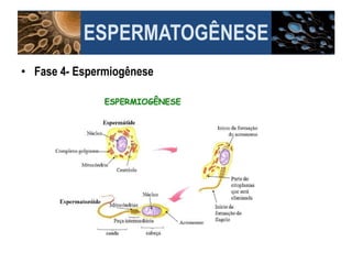 • Fase 4- Espermiogênese
ESPERMATOGÊNESE
 