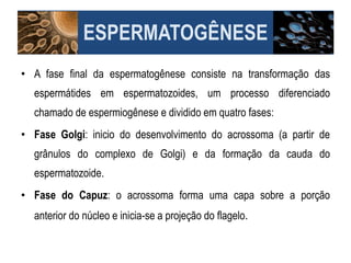 • A fase final da espermatogênese consiste na transformação das
espermátides em espermatozoides, um processo diferenciado
chamado de espermiogênese e dividido em quatro fases:
• Fase Golgi: inicio do desenvolvimento do acrossoma (a partir de
grânulos do complexo de Golgi) e da formação da cauda do
espermatozoide.
• Fase do Capuz: o acrossoma forma uma capa sobre a porção
anterior do núcleo e inicia-se a projeção do flagelo.
ESPERMATOGÊNESE
 