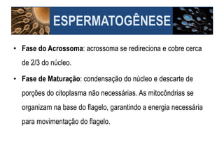 • Fase do Acrossoma: acrossoma se redireciona e cobre cerca
de 2/3 do núcleo.
• Fase de Maturação: condensação do núcleo e descarte de
porções do citoplasma não necessárias. As mitocôndrias se
organizam na base do flagelo, garantindo a energia necessária
para movimentação do flagelo.
ESPERMATOGÊNESE
 