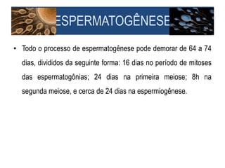 • Todo o processo de espermatogênese pode demorar de 64 a 74
dias, divididos da seguinte forma: 16 dias no período de mitoses
das espermatogônias; 24 dias na primeira meiose; 8h na
segunda meiose, e cerca de 24 dias na espermiogênese.
ESPERMATOGÊNESE
 