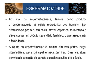 • Ao final da espermatogênese, têm-se como produto
o espermatozoide, a célula reprodutiva dos homens. Ele
diferencia-se por ser uma célula móvel, capaz de se locomover
até encontrar um ovócito secundário feminino, o que assegurará
a fecundação.
• A cauda do espermatozoide é dividida em três partes: peça
intermediária, peça principal e peça terminal. Essa estrutura
permite a locomoção do gameta sexual masculino até o óvulo.
ESPERMATOZÓIDE
 