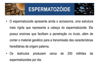 • O espermatozoide apresenta ainda o acrossoma, uma estrutura
mais rígida que representa a cabeça do espermatozoide. Ele
possui enzimas que facilitam a penetração no óvulo, além de
conter o material genético para a transmissão das características
hereditárias de origem paterna.
• Os testículos produzem cerca de 200 milhões de
espermatozoides por dia.
ESPERMATOZÓIDE
 