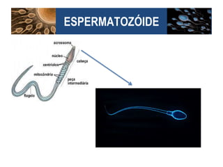 ESPERMATOZÓIDE
 