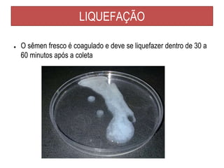 LIQUEFAÇÃO
● O sêmen fresco é coagulado e deve se liquefazer dentro de 30 a
60 minutos após a coleta
 