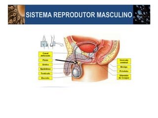 SISTEMA REPRODUTOR MASCULINO
 