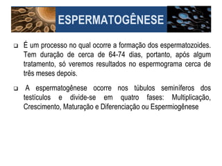 ESPERMATOGÊNESE
 É um processo no qual ocorre a formação dos espermatozoides.
Tem duração de cerca de 64-74 dias, portanto, após algum
tratamento, só veremos resultados no espermograma cerca de
três meses depois.
 A espermatogênese ocorre nos túbulos seminíferos dos
testículos e divide-se em quatro fases: Multiplicação,
Crescimento, Maturação e Diferenciação ou Espermiogênese
 