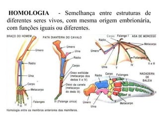   HOMOLOGIA   - Semelhança entre estruturas de diferentes seres vivos, com mesma origem embrionária, com funções iguais ou diferentes.    