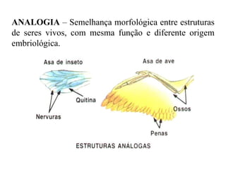 ANALOGIA  – Semelhança morfológica entre estruturas de seres vivos, com mesma função e diferente origem embriológica.   
