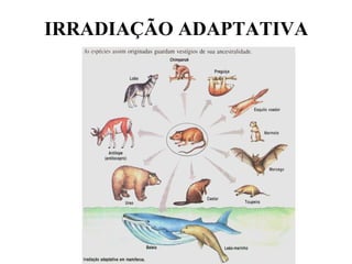IRRADIAÇÃO ADAPTATIVA   