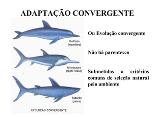 ADAPTAÇÃO CONVERGENTE   Ou Evolução convergente Não há parentesco Submetidos a critérios comuns de seleção natural pelo ambiente 