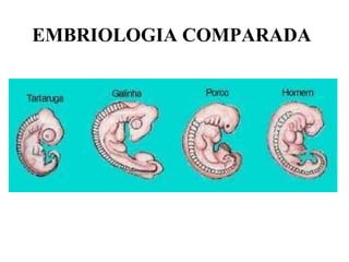 EMBRIOLOGIA COMPARADA   