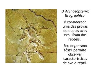 O  Archaeopteryx litographica   é considerado uma das provas de que as aves evoluíram dos répteis.  Seu organismo fóssil permite observar características de ave e réptil. 