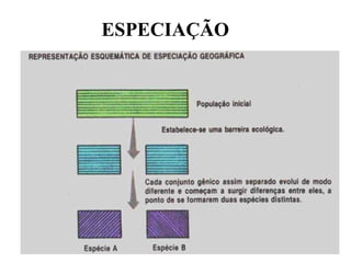ESPECIAÇÃO 