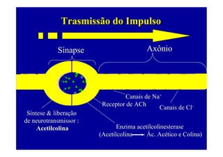 Trasmissão do Impulso

                Sinapse                      Axônio


 Membrana
                                    Membrana Pós-sináptica
Pré-sináptica

                                   Canais de Na+
                           Receptor de ACh
                                               Canais de Cl-
 Síntese & liberação
de neurotransmissor :
     Acetilcolina                Enzima acetilcolinesterase
                          (Acetilcolina     Ác. Acético e Colina)
 