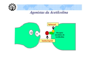 Agonistas da Acetilcolina


             Spinosad



                        Receptor
                      nicotínico de
                      Acetilcolina

       Imidacloprid
 