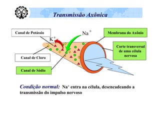 Transmissão Axônica

                                        +
Canal de Potássio                  Na       Membrana do Axônio
                    K+
                                                Corte transversal
                                                 de uma célula
                                                    nervosa
   Canal de Cloro


   Canal de Sódio



  Condição normal: Na+ entra na célula, desencadeando a
  transmissão do impulso nervoso
 