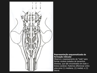 rmacao Aula de formação reticular | PDF