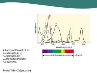 1, bacteriochlorophyll a;
2, chlorophylla a;
3, chlorophyll b;
4, phycoerythrobilin;
5,β-carotene.
Fonte: Taiz e Zeiger, 2004

 