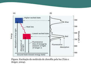 Figura: Excitação da molécula de clorofila pela luz (Taiz e
Zeiger, 2004).

 