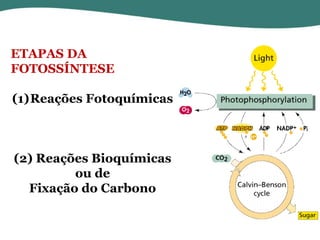 ETAPAS DA
FOTOSSÍNTESE

(1)Reações Fotoquímicas

(2) Reações Bioquímicas
ou de
Fixação do Carbono
16

 