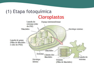 (1) Etapa fotoquímica
Cloroplastos

 