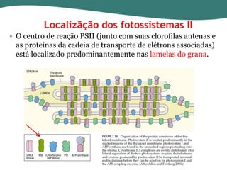 Localizãção dos fotossistemas II
• O centro de reação PSII (junto com suas clorofilas antenas e
as proteínas da cadeia de transporte de elétrons associadas)
está localizado predominantemente nas lamelas do grana.

 
