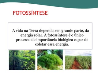 FOTOSSÍNTESE
A vida na Terra depende, em grande parte, da
energia solar. A fotossíntese é o único
processo de importância biológica capaz de
coletar essa energia.

 