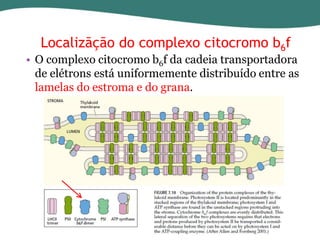 Localizãção do complexo citocromo b6f

• O complexo citocromo b6f da cadeia transportadora
de elétrons está uniformemente distribuído entre as
lamelas do estroma e do grana.

 