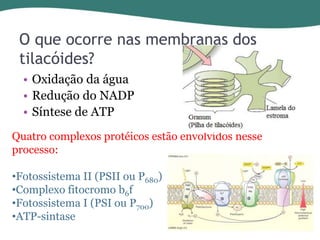 O que ocorre nas membranas dos
tilacóides?
• Oxidação da água
• Redução do NADP
• Síntese de ATP
Quatro complexos protéicos estão envolvidos nesse
processo:

•Fotossistema II (PSII ou P680)
•Complexo fitocromo b6f
•Fotossistema I (PSI ou P700)
•ATP-sintase

 