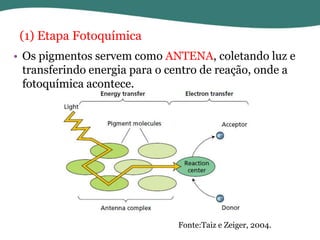 (1) Etapa Fotoquímica
• Os pigmentos servem como ANTENA, coletando luz e
transferindo energia para o centro de reação, onde a
fotoquímica acontece.

Fonte:Taiz e Zeiger, 2004.

 