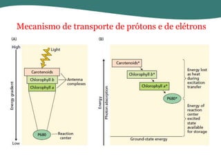 Mecanismo de transporte de prótons e de elétrons

 