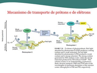 Mecanismo de transporte de prótons e de elétrons

 