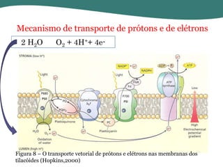 Mecanismo de transporte de prótons e de elétrons
2 H2O

O2 + 4H++ 4e-

Figura 8 – O transporte vetorial de prótons e elétrons nas membranas dos
tilacóides (Hopkins,2000)

 