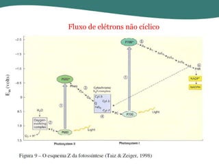 Fluxo de elétrons não cíclico

 