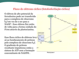 Fluxo de elétrons cíclico (fotofosforilação cíclica)
O elétron de alto potencial da
ferredoxina pode ser transferido
para o complexo de citocromo
b6f em vez de o ser para o
NADP+. Esse elétron flui então
de volta para a forma oxidada do
P700 através da plastocianina.
Esse fluxo cíclico de elétrons leva
só ao bombeamento de prótons
pelo complexo de citocromo b6f.
O gradiente de prótons
resultante impulsiona então a
síntese de ATP sem a formação
concomitante de NADPH .

 