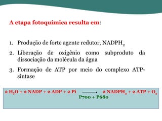 A etapa fotoquímica resulta em:
1. Produção de forte agente redutor, NADPH2
2. Liberação de oxigênio como subproduto da
dissociação da molécula da água
3. Formação de ATP por meio do complexo ATPsintase
2 H2O + 2 NADP + 2 ADP + 2 Pi

2 NADPH2 + 2 ATP + O2
P700 + P680

 