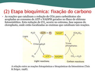 (2) Etapa bioquímica: fixação do carbono
• As reações que catalisam a redução de CO2 para carboidratos são
acopladas ao consumo de ATP e NADPH gerados no fluxo de elétrons
fotossintético. Esta redução de CO2 ocorre no estroma, fase aquosa do
cloroplasto, onde estão localizadas as enzimas que catalisam tais reações.

A relação entre as reações fotoquímicas e bioquímicas da fotossíntese (Taiz
& Zeiger, 1998).

 