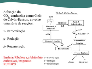 A fixação do
CO2, conhecida como Ciclo
de Calvin-Benson, envolve
uma série de reações:
1- Carboxilação

2- Redução
3- Regeneração
Enzima: Ribulose 1,5-bisfosfato
carboxilase/oxigenaseRUBISCO

 