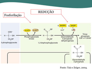 Fosforilação

REDUÇÃO

Fonte: Taiz e Zeiger, 2004.

 